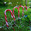 Miniatyrbilde 4 av 5: Julepepperkaker Lys, Røde og Hvite Stilys for Utendørs Hage Landskapslys, 10 stk, 15 tommer