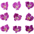 Miniatyrbillede 1 af 5: 20 Pakke Kunstige Silke Phalaenopsis Blomsterhoveder, Falske Sommerfuglorkidé Hoveder Til Bryllupsblomsterbuket Dekoration