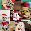 Miniatyrbilde 4 av 5: Julehatt med skjerf til katt - Julekostyme sett for valp hund katt julehatt