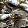 Miniatyrbillede 6 af 6: Simulering Resin Skull Ornaments DIY Aquarium Fish Tank Decora 3 3