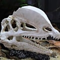 Miniatyrbillede 3 af 6: Simulering Resin Skull Ornaments DIY Aquarium Fish Tank Decora 2 2