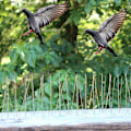 Pikkukuva 4 / 5: Defender Birds Piikkarit Aitaseinä Lintujen vastainen Pigeon Protector Rep 1 Pc