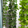 Pikkukuva 5 / 5: 5 kpl Pylväskuppi Tee-se-itse Hydroponic Colonization Cups Kasvatusruukut White 5Pcs