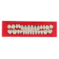 Miniatyrbilde 2 av 8: 28 stk Akrylharpiks Protese Øvre Nedre Nyanse 23# A2 Dental one size