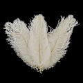 Miniatyrbillede 2 af 2: 10 stk Strudsefjer Plume Midtpunkt Bryllup Fest Bord Dekoration - Farve: Hvid (FMY)
