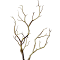 Miniatyrbilde 1 av 5: Wharick Liten Tørket Tre Kunstig Gren Plante DIY Håndverk Bryllupsfest Hjemmedekor (FMY) Coffee