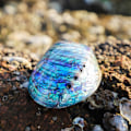 Pikkukuva 3 / 5: Luonnollinen Abalone Merikotilo Kuorittu Kotilo Suitsuke Teline Käsityöt Toimistosisustukseen (FMY)