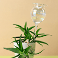Miniatyrbillede 3 af 5: Plantevandere Selvvandede Kugler Selvvandede Pigge Håndblæst Klar Glas Plantevandspærer Enheder Til Indendørs Udendørs (FMY) 2Pcs