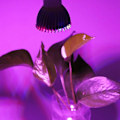 Miniatyrbild 2 av 5: LED-växtlampa GU10 120 graders vidsträckt strålvinkel Bredspektrum Hydroponisk Blom- och Grönsaksodlingslampor 28W 220V (FMY)