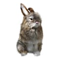Miniatyrbilde 1 av 2: Plushdyr Easter Simulert Kaninmodell Simulert Ekte Kaninmodell Plussjdyr Julegaver (FMY) Brown