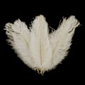 Miniatyrbillede 3 af 5: 10 stk. Strudsefjer Fjer Midterstykke Bryllup Fest Borddekoration 30-35cm  (FMY) White