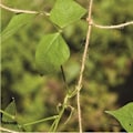 Miniatyrbillede 4 af 4: QQU-Naturligt jute net til klatreplanter -DPZO
