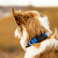 Pikkukuva 5 / 5: Keybudz PawTag Pet Collar Mount for Airtag - älykäs lemmikkielä
