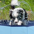 Miniatyrbillede 2 af 2: Hundebassin stort - 160x30cm