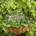 Pikkukuva 2 / 2: Kinzo Garden Riippuva kookosruukku