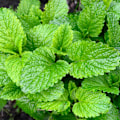 Pikkukuva 2 / 2: Sitruunamelissa Melissa officinalis - Suurpakkaus