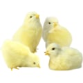 Miniatyrbillede 1 af 5: Realistiske plys kyllingefigurer, lodne små kyllingedyrlegetøj, gule baby kyllingepynt, påske kyllingegave dekoration Xixi