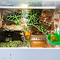 Miniatyrbilde 4 av 5: 2-pak Froskehabitat Søt Akvariumdekorasjon for Paddefrosk, Trefrosk, Tadpole og Små Akvatiske Dyr