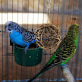 Miniatyrbillede 2 af 5: Fugle Rattan Bolde, Flettet Rattan Bolde Tyggelegetøj til Papegøje, Undulat, Kakadue, Budgerigar, Kærlighedsfugl, Myna, Konure, Ara, Fink (3 stk)