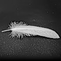Miniatyrbillede 5 af 5: 100 stk. Hvide fjer Gåsefjer til fest Hat Kunsthåndværk Bryllupsdekoration 15-22cm