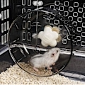 Pikkukuva 4 / 4: 5,1 tuuman hiljainen hamsterin juoksupyörä, hamsterin lelut hamsterin häkkiin, äänettömän pyörimisen harjoittelu