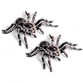 Miniatyrbillede 1 af 5: 2 stk. 9,5 cm realistisk edderkop insekt model Halloween skræmmende rekvisit