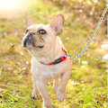 Miniatyrbillede 2 af 5: Robust Hundelead Kæde, Hundekæde Leash Til Store Hunde Mellemstore Hunde, 1.8m