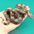 Pikkukuva 4 / 4: Halloween-temppuihin väärennetty käärme Pyon Snake Toy -kumi käärmehahmo