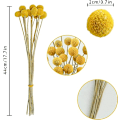 Miniatyrbild 5 av 5: 30 st Naturala Torkade Blommor Torkade Craspedia Billy Balls Blommor Billy Buttons 16’’ Gula Blommor Arrangemang Bukett för Boho Lanthus Bröllop Hem