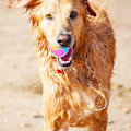 Miniatyrbillede 4 af 4: Hunde Bold Flash Lysende Hunde Bold Farveskiftende Hoppe Bold Flash Spil Bold Springende Hunde Bold Interac