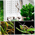 Miniatyrbild 5 av 5: Suxm Transparent Reptil Uppfödningslåda, Reptil Amfibie Uppfödningslåda (1 st, transparent)