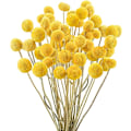 Miniatyrbild 1 av 5: 30 st Naturala Torkade Blommor Torkade Craspedia Billy Balls Blommor Billy Buttons 16’’ Gula Blommor Arrangemang Bukett för Boho Lanthus Bröllop Hem