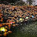 Miniatyrbilde 2 av 2: 12 stk utendørs solcelle gatelys, tulipan blomster solcelle plenlys for uteplass, plen, hagedekorasjon