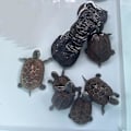 Miniatyrbillede 5 af 5: Krybdyr Hulehus Seng Rede Skjulesteder, Solbadning Afsatser, til Firben Skildpadde Eremitkrebs og Andre Små Kæledyr Padde Tilbehør, Akvarium Terrar