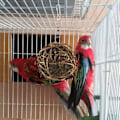 Miniatyrbillede 3 af 5: Fugle Rattan Bolde, Flettet Rattan Bolde Tyggelegetøj til Papegøje, Undulat, Kakadue, Budgerigar, Kærlighedsfugl, Myna, Konure, Ara, Fink (3 stk)