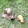 Miniatyrbillede 5 af 5: 4 stk. Sneglefigurer Sneglemodel Miniature Snegl til Fehave Mikrolandskabs Dekoration