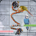 Miniatyrbild 2 av 5: Fågelpinne Stativ Fågelrep Pinne Fågel Leksaker 3 st för Parakiter Nymfkakaduor, Conures, Aror, Kärleksfåglar, Finkar