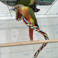 Miniatyrbillede 3 af 5: Fugletov Perch, Papegøje Legetøj Reb Bungee Fugle Legetøj 1M
