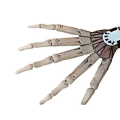 Miniatyrbild 1 av 4: Articulated Fingers Flexible Joints Skeleton Hand Extensions Halloween Party Prop White Right hand