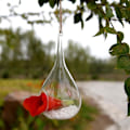 Miniatyrbild 3 av 3: 1 st Växtterrarium