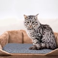 Miniatyrbild 5 av 5: Självhäftande Klösmatta för Katter | Självhäftande Klösmatta | Klösmatta för Katter | Stolpe