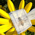 Miniatyrbild 3 av 5: Drottningbur för bin | Transparent drottningbur | Bi-utrustningsmärkningsverktyg, fälla, märkningsfångare för förvaring och märkning av drottningbin 5 st