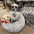 Miniatyrbilde 4 av 5: (60CM) Hundeseng Katteseng Plysj Rund Hundeseng Dyp Søvn Kjæledyrseng Matte, Grå Søt Plysj Hundeseng, Anti-Angst Valpeseng Vaskbar