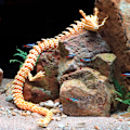 Miniatyrbillede 2 af 8: 3D-printet artikuleret Drage Fisketank landskabsarkitekturdekoration C 60CM