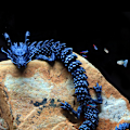 Miniatyrbillede 4 af 8: 3D-printet artikuleret Drage Fisketank landskabsarkitekturdekoration Cyan  45CM
