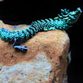 Miniatyrbillede 6 af 8: 3D-printet artikuleret Drage Fisketank landskabsarkitekturdekoration C 60CM