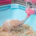 Miniatyrbild 3 av 5: Dricksflaska Plast Vattendispenserflaska För Kanin Hamster Smådjur Gul