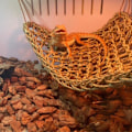 Miniatyrbilde 5 av 5: 2-pakning Ed Ock, Reptile Climbing R, Lizard Lounr 100 % sjøgress Fa Ock for reptiler *chyi