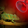 Miniatyrbillede 1 af 5: Reptil lys 75W infrarød solplads