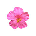Miniatyrbild 10 av 11: Hawaiiansk Hårklämma med Blomma, Realistisk Hibiskus Hårklämma, Böhmiska Blommor Håraccessoar för Dansare Bröllop Strandfest Hårklämma red one-size